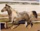 Stallions